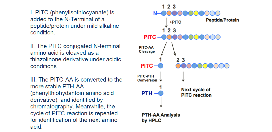 protein-sequencing-service2.png