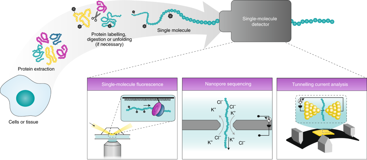 protein-sequencing-service4.png