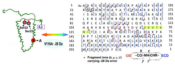 protein-structure-identification1.png