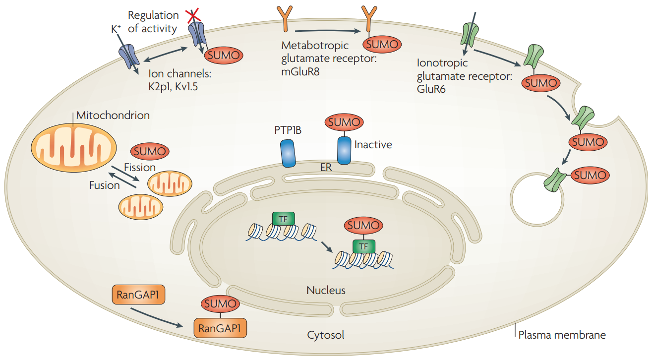 protein-sumoylation-identification1.png