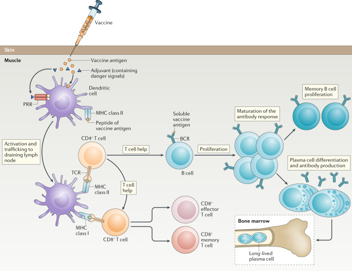 quality-research-of-vaccines1.png