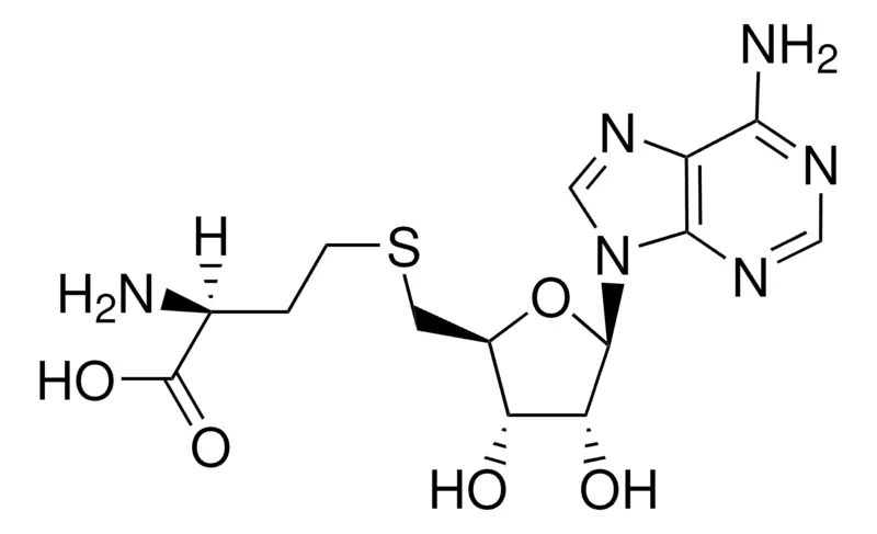 s-5-adenosy-l-homocysteine-analysis-service1.webp