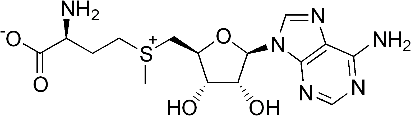 s-adenosylmethionine-analysis-service1.png