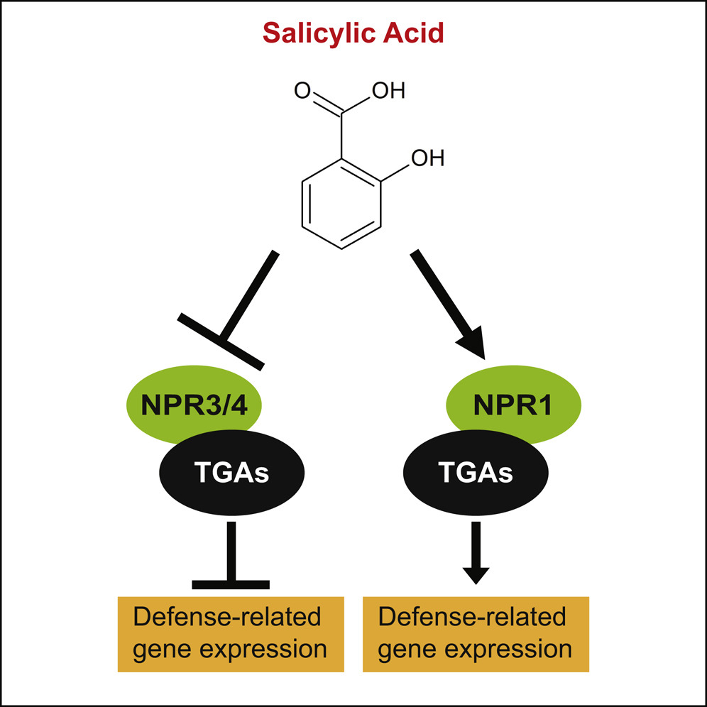 salicylic-acid-sa-analysis-service1.jpg