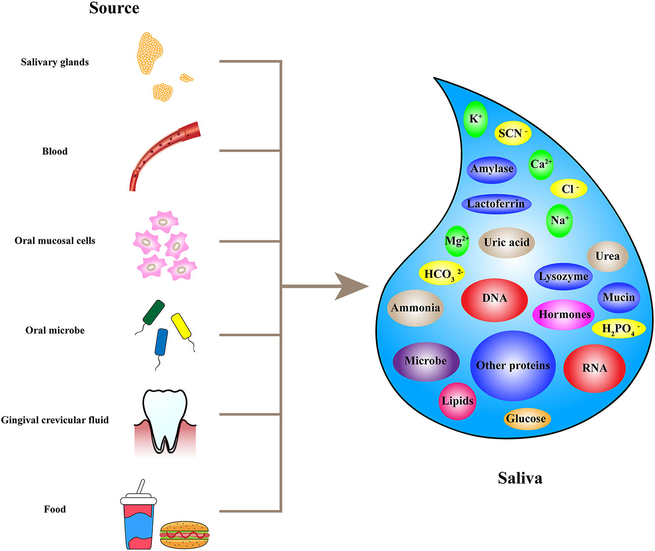 saliva-metabolomics-service1.jpg