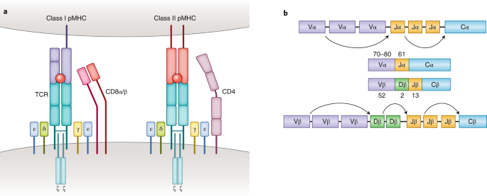 screening-of-tumor-associated-antigens-21.png