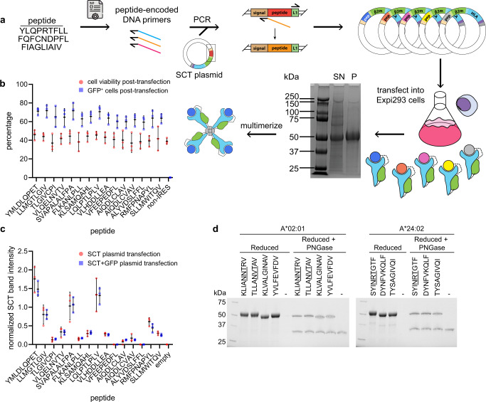 screening-of-tumor-associated-antigens-210.png