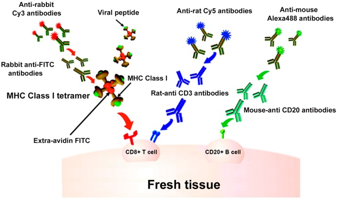 screening-of-tumor-associated-antigens-212.png