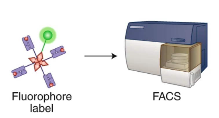 screening-of-tumor-associated-antigens-23.png