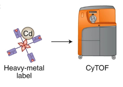 screening-of-tumor-associated-antigens-25.png