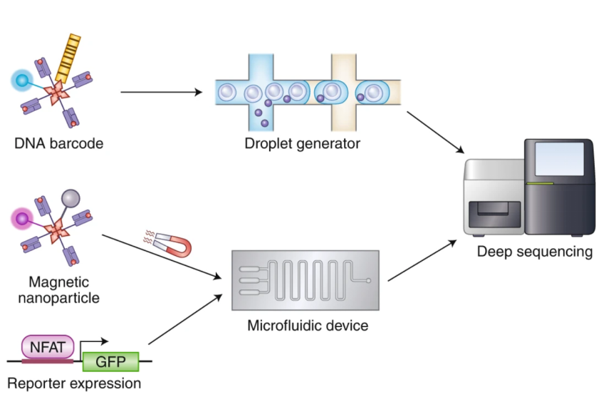 screening-of-tumor-associated-antigens-26.png