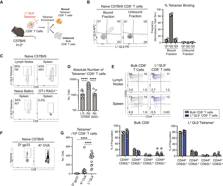 screening-of-tumor-associated-antigens-29.png