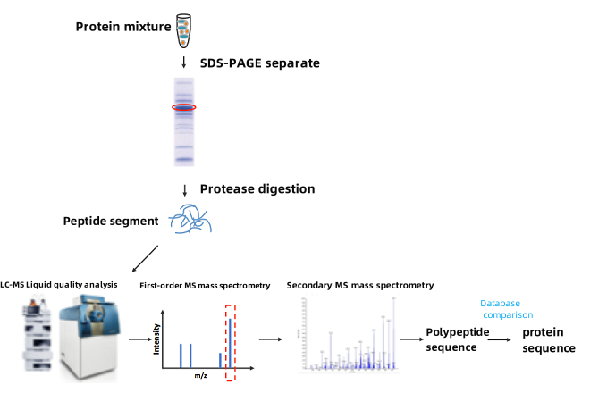 sequence-analysis-based-on-mass-spectrometry1.png