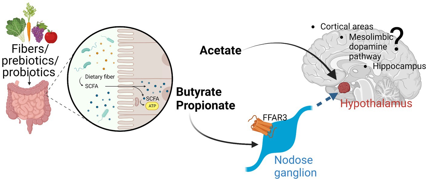 short-chain-fatty-acids-analysis1.jpg