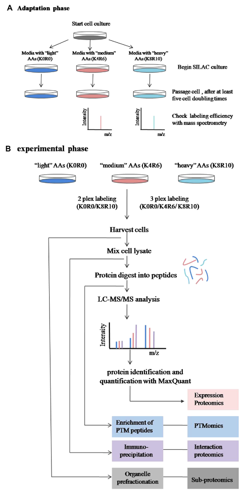 silac-dimethyl-analysis-service1.PNG