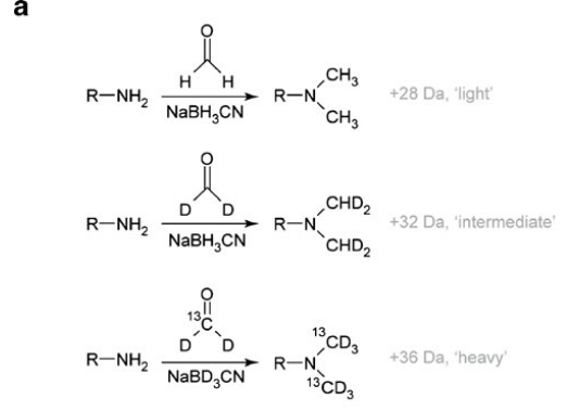 silac-dimethyl-analysis-service2.PNG