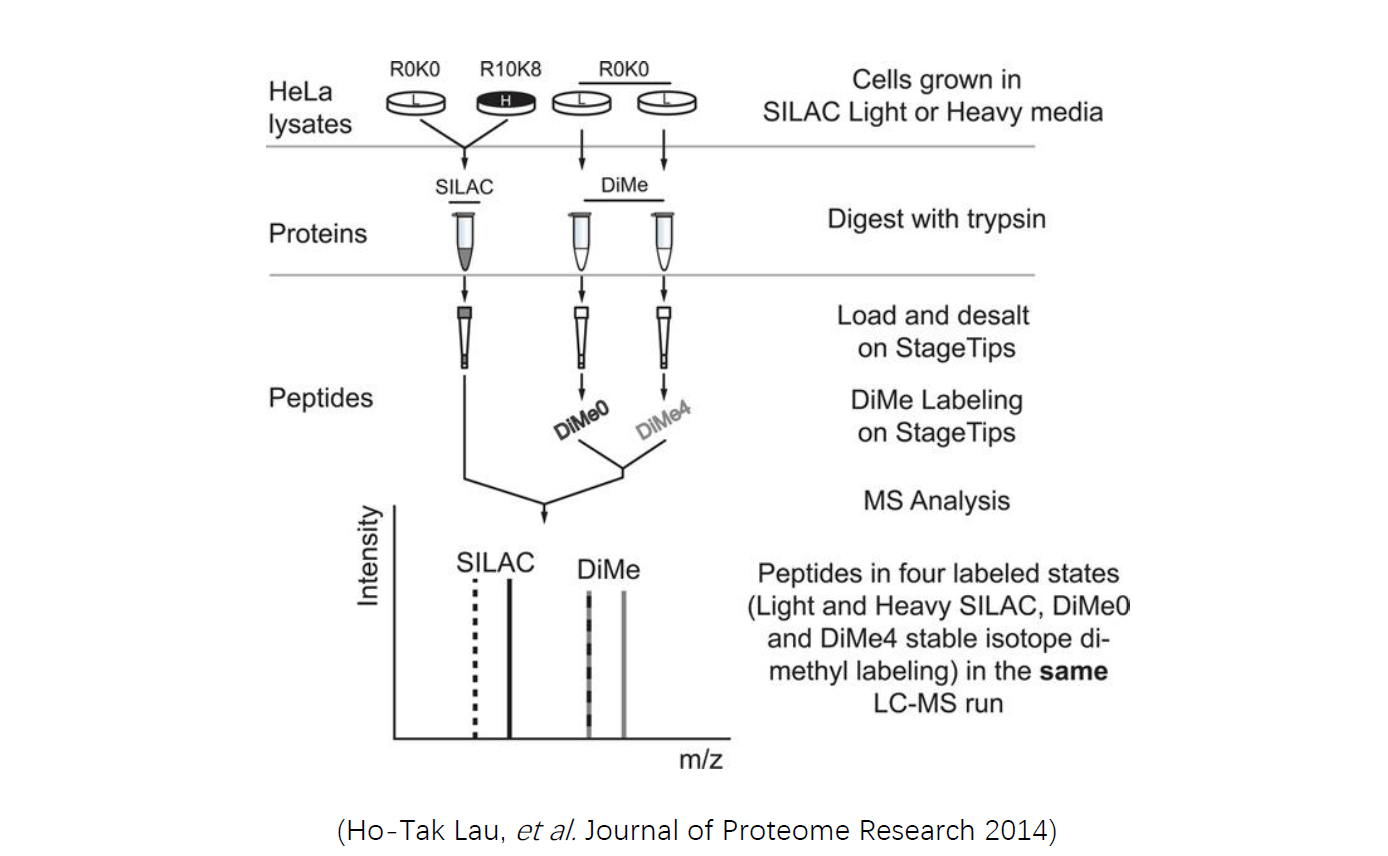 silac-dimethyl2.png