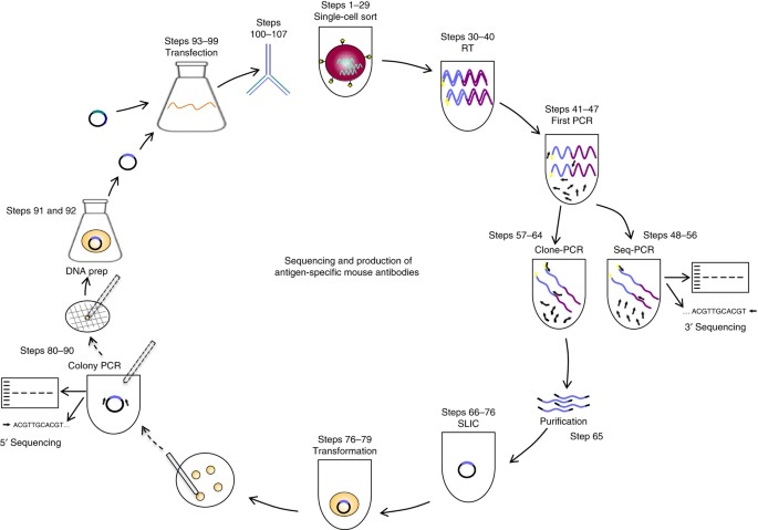 single-b-cell-screening-and-antibody-research-development1.png