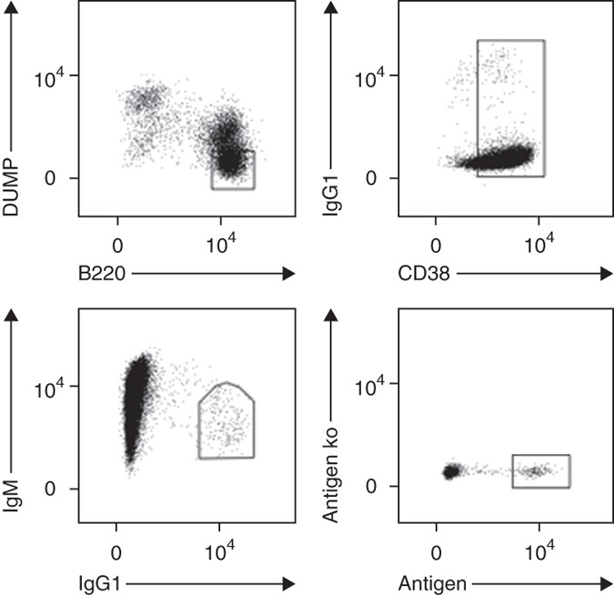 single-b-cell-screening-and-antibody-research-development2.png