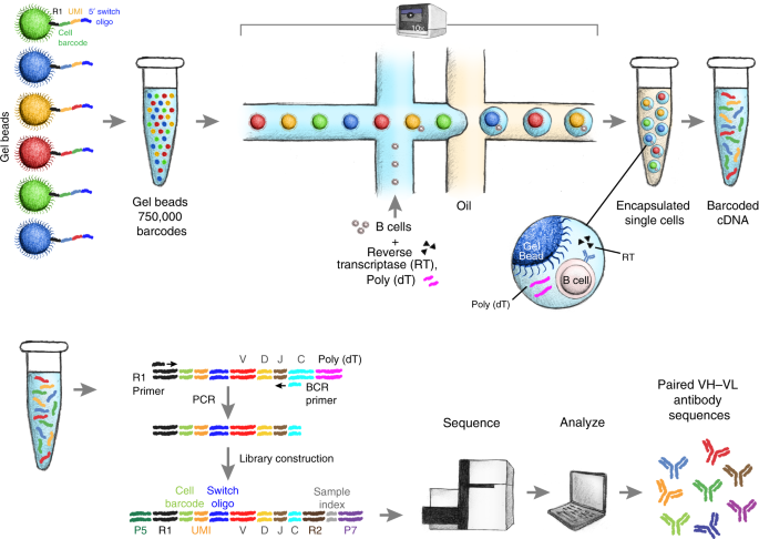 single-b-cell-screening-and-antibody-research-development5.png