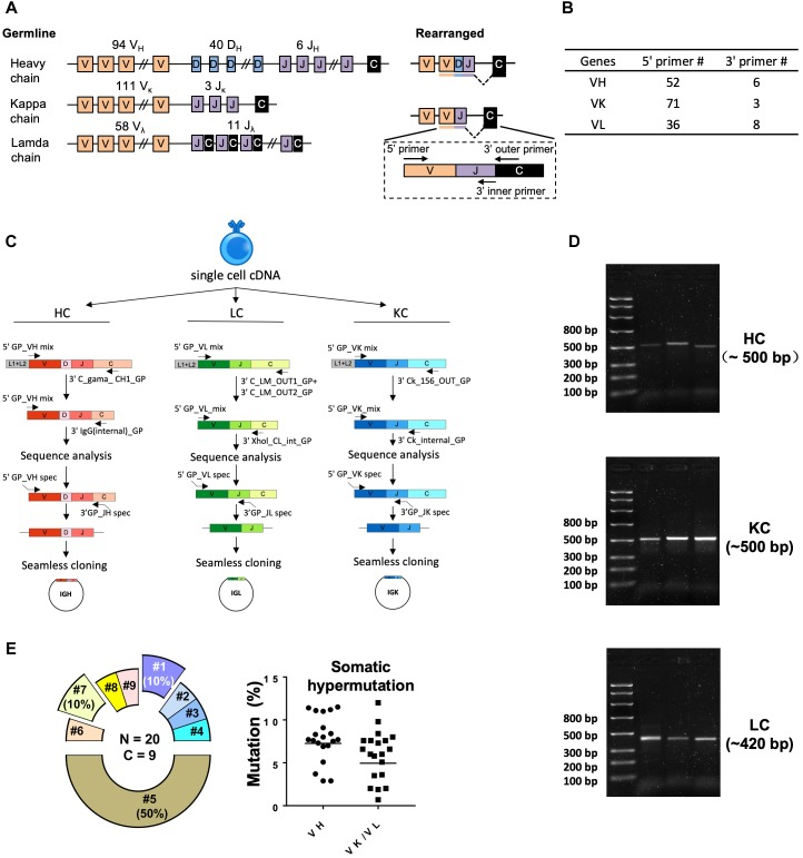 single-b-cell-screening-and-antibody-research-development7.png