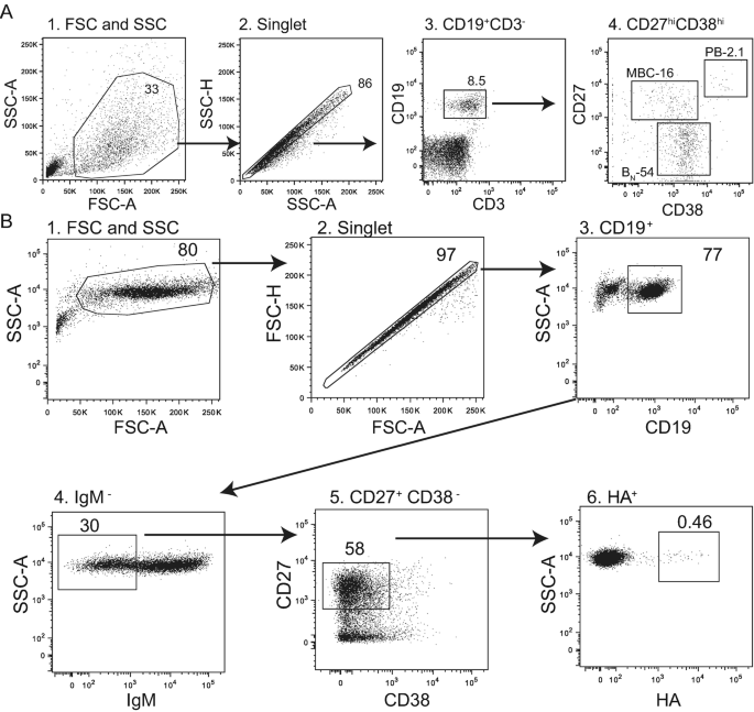 single-b-cell-screening-and-antibody-research-development8.png