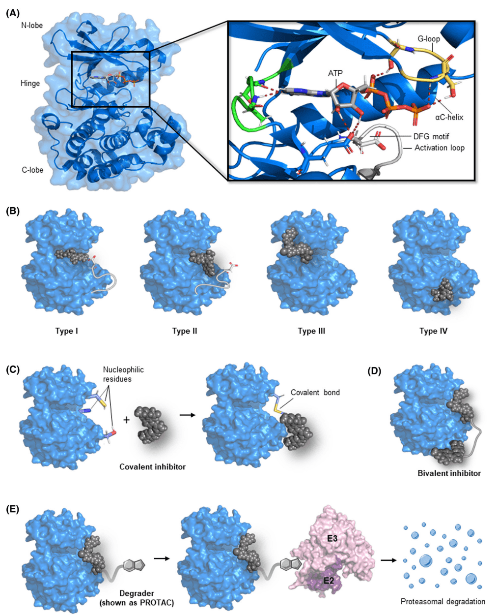 small-molecule-drug-screening-enzymes2.png