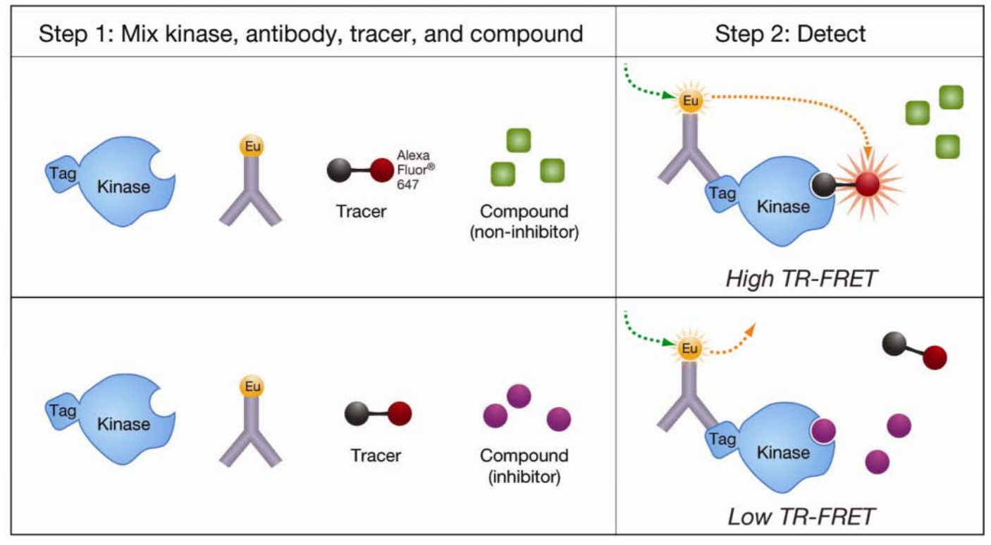 small-molecule-drug-screening-enzymes5.png