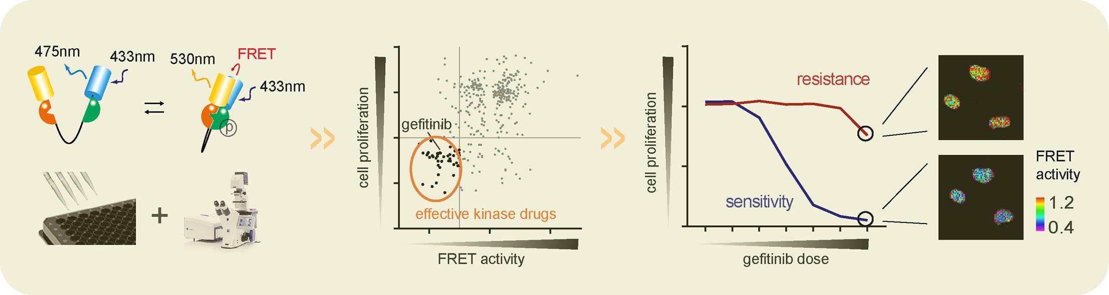 small-molecule-drug-screening-enzymes8.jpg