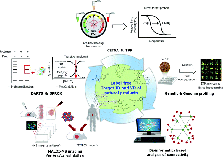 stability-of-proteins-from-rates-of-oxidation-sprox10.png