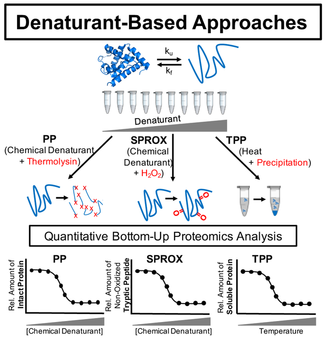 stability-of-proteins-from-rates-of-oxidation-sprox3.png