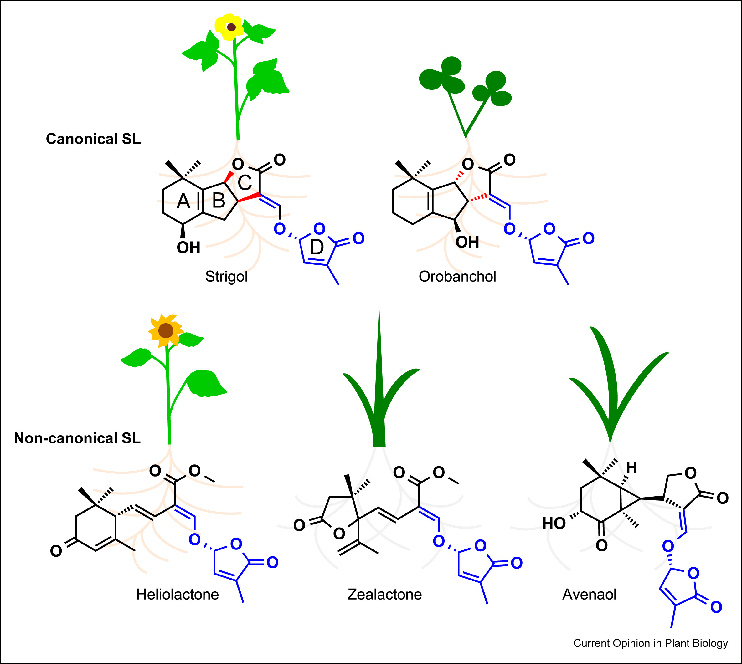 strigolactone-sl-analysis-service1.jpg