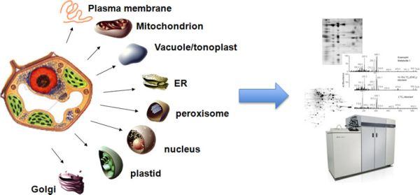 subcellular-proteomics1.png