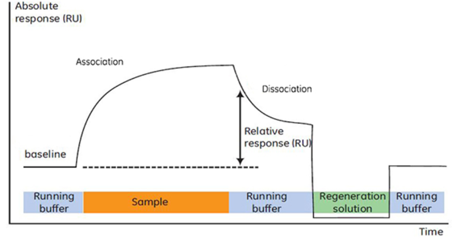 surface-plasmon-resonance-technology4.png