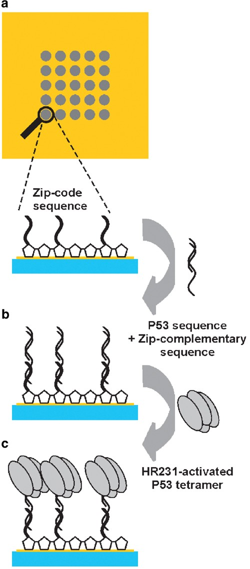 surface-plasmon-resonance-technology9.png