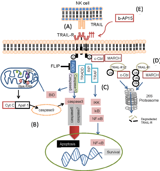 systemic-lupus-erythematosus1.png