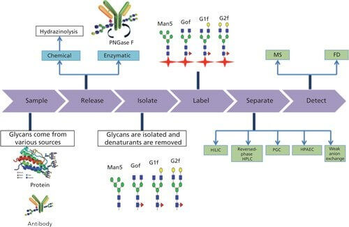 therapeutics-glycosylation-analysis1.png