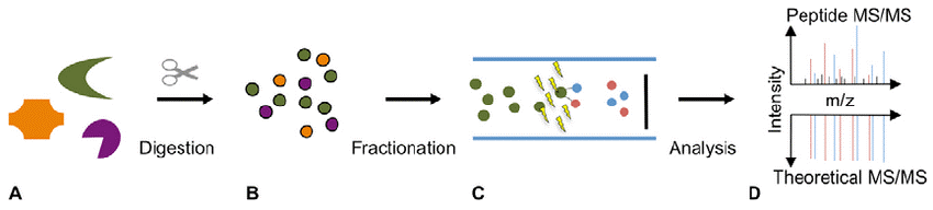 therapeutics-peptide-mapping1.png