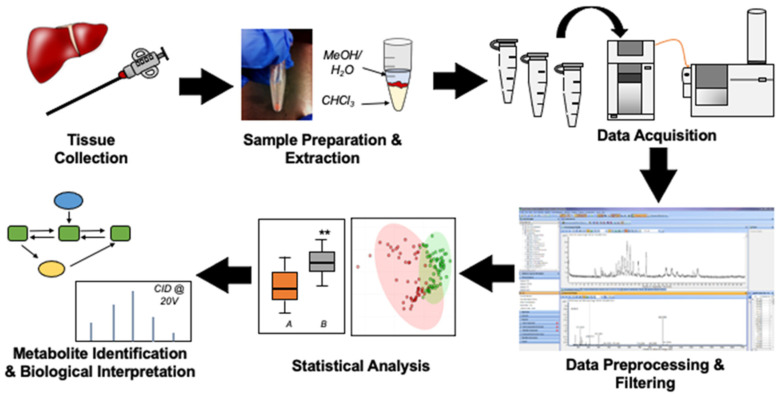 tissue-metabolomics-service1.jpg