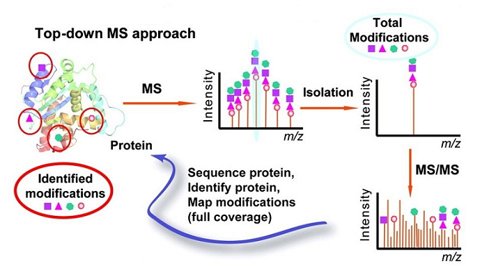 top-down-based-ptms-characterization-service1.png