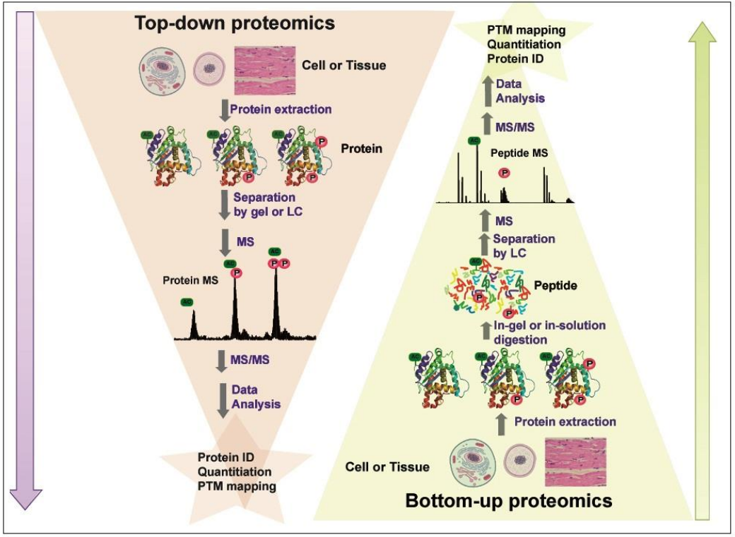 top-down-protein-sequencing-service1.PNG