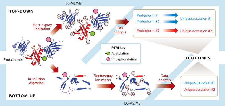 top-down-proteomics1.png