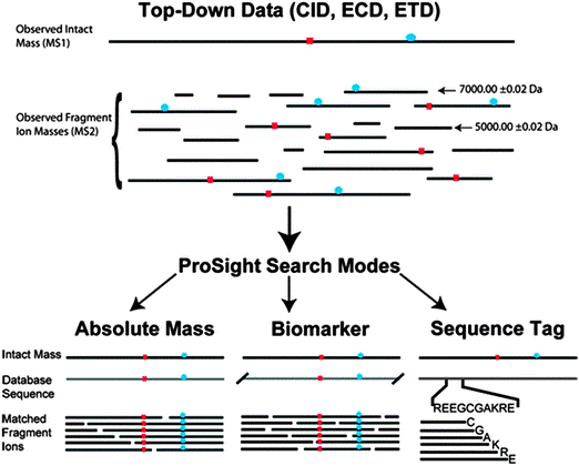 top-down-sequencing1.png