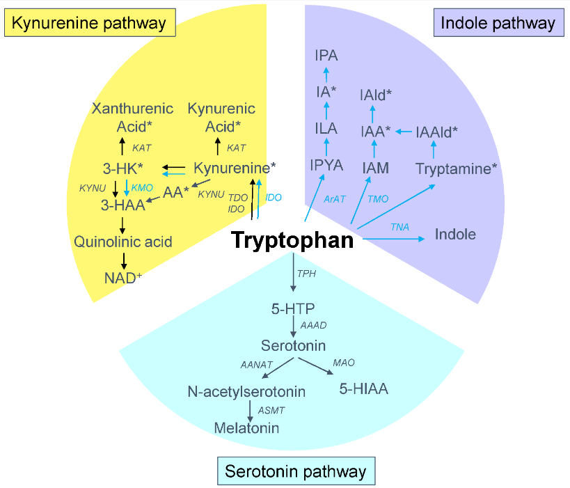 tryptophan-metabolites-analysis1.PNG