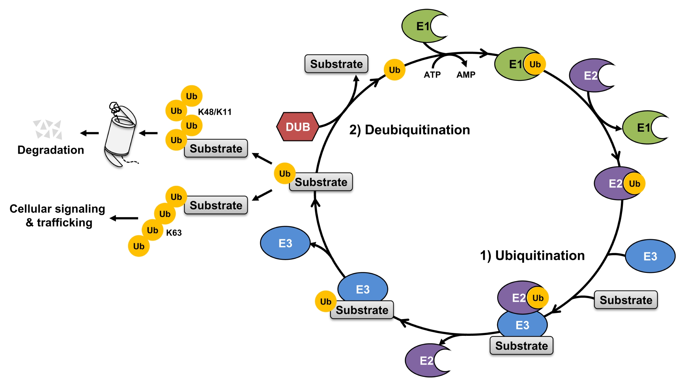 ubiquitin-proteomics-service1.jpg