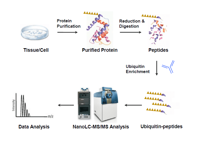 ubiquitin-proteomics1.png