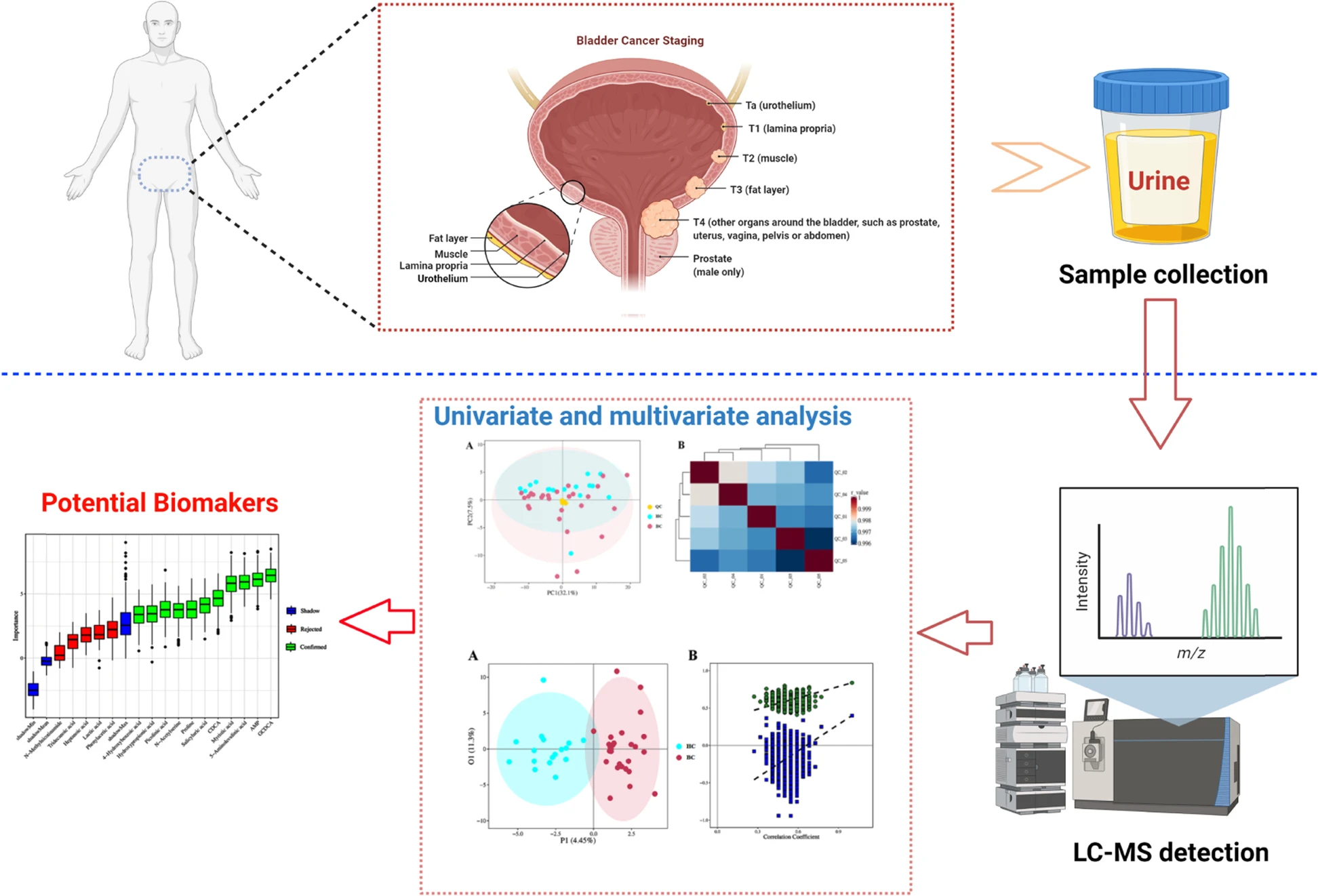 urine-metabolomics-service1.webp