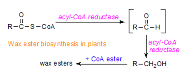 wax-esters-analysis1.png