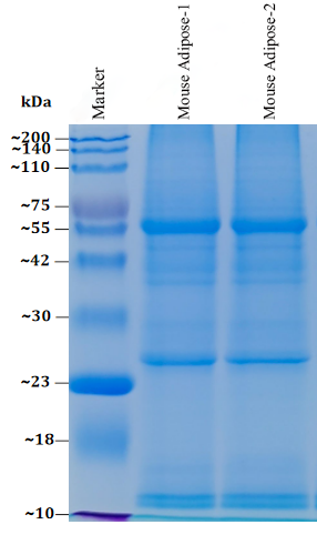 adipose-tissue-protein-extraction-kit