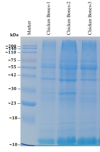 bone-tissue-protein-extraction-kit